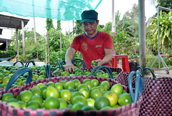 Bảo vệ cây ăn quả mùa hạn, mặn