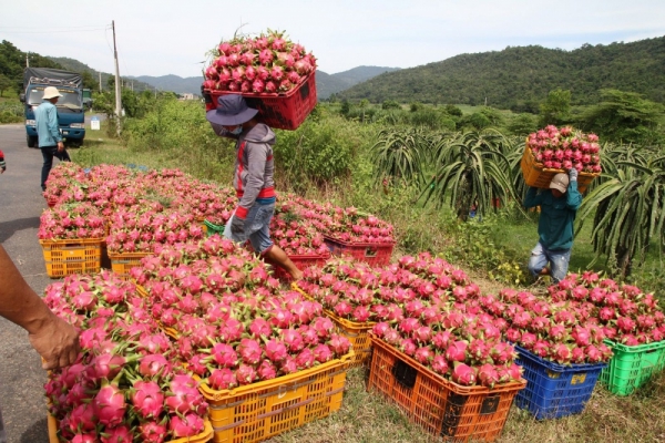 Trung Quốc hút hàng, giá thanh long tăng gấp 3 lần