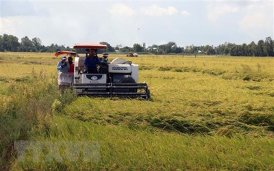 Bạc Liêu: Xuất khẩu thuận lợi, giá lúa tăng cao từng ngày