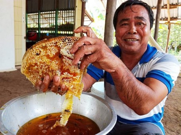 Kiên Giang: Đã mắt, phát thèm trước những tảng mật ong rừng U Minh