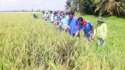 Nhà nông mê làm lúa chất lượng cao