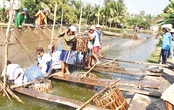 Cá tra đang thất mùa, mất giá!