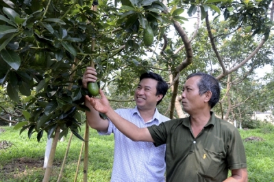 Trồng bơ mang lại thu nhập cao