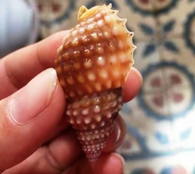 Ăn 2 con &ldquo;ốc lạ&rdquo;, c&ocirc; gi&aacute;o trẻ bị ngộ độc nặng rồi tử vong