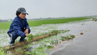 Hàng ngàn hecta lúa ngập úng, người dân “chạy đua” cứu lúa