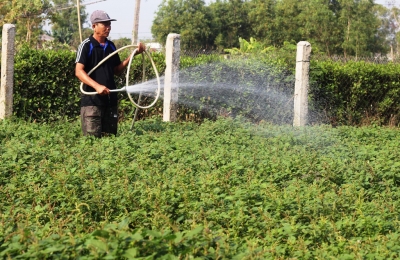 Nông dân tích cực chăm sóc rau màu phục vụ tết