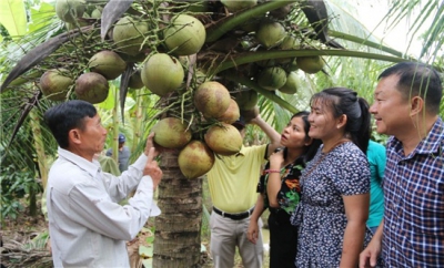 Trà Vinh gắn kết kinh tế vườn với du lịch sinh thái để phát triển bền vững