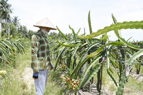 Bỏ túi bạc triệu nhờ thanh long ruột tím hồng