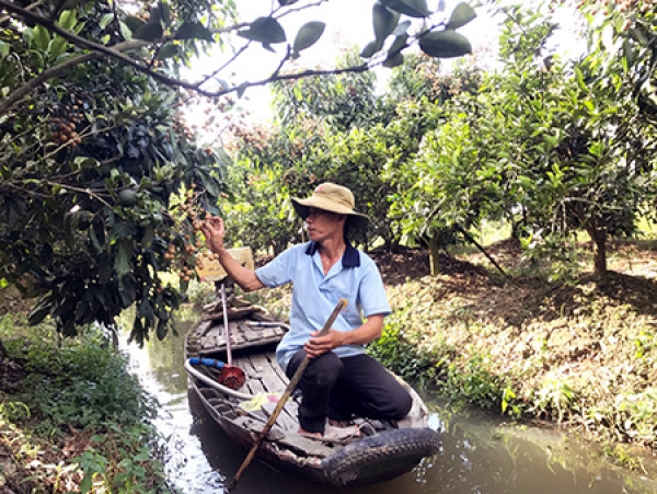 Giá nhãn Ido giảm mạnh