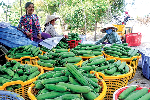 Hiệu quả từ tăng diện tích chuyển đổi cây trồng