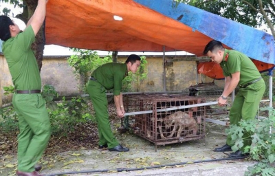 Khởi tố vụ bé trai 7 tuổi ở Hưng Yên bị đàn chó cắn tử vong