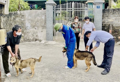 Bé gái ở Quảng Bình tử vong sau 4 tháng bị chó dại cắn