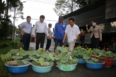 Tiếp nhận hơn 600 chậu Sen phục vụ Lễ hội Sen Đồng Tháp lần I - năm 2022