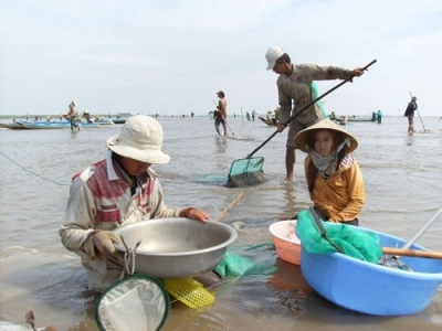 &quot;Cuộc chiến&quot; dai dẳng trên bãi nghêu