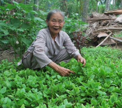 Ăn canh rau lủi, bùi ngùi nhớ mẹ