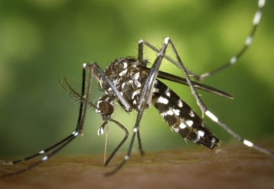 Bộ Y tế bác thông tin Việt Nam xuất hiện ca bệnh Chikungunya