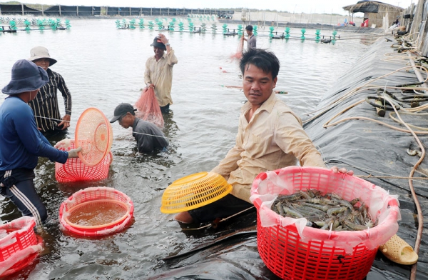 Hội quán Nuôi tôm 2 giai đoạn: “Ngôi nhà chung” của nuôi tôm công nghệ cao