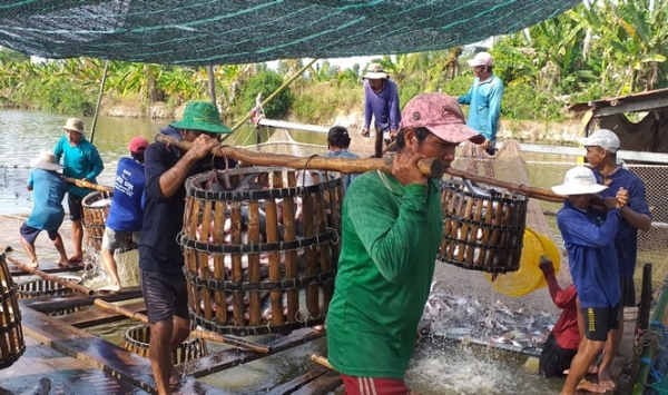 Cá tra rớt giá chạm đáy