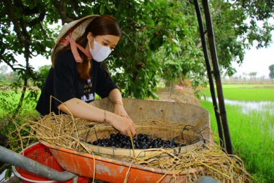 Về miền Tây thưởng thức trái rừng màu tím có vị ngọt xen lẫn chua, chát