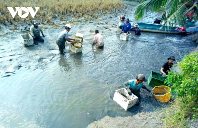 Mô hình sản xuất lúa – tôm giúp nông dân Cà Mau làm giàu