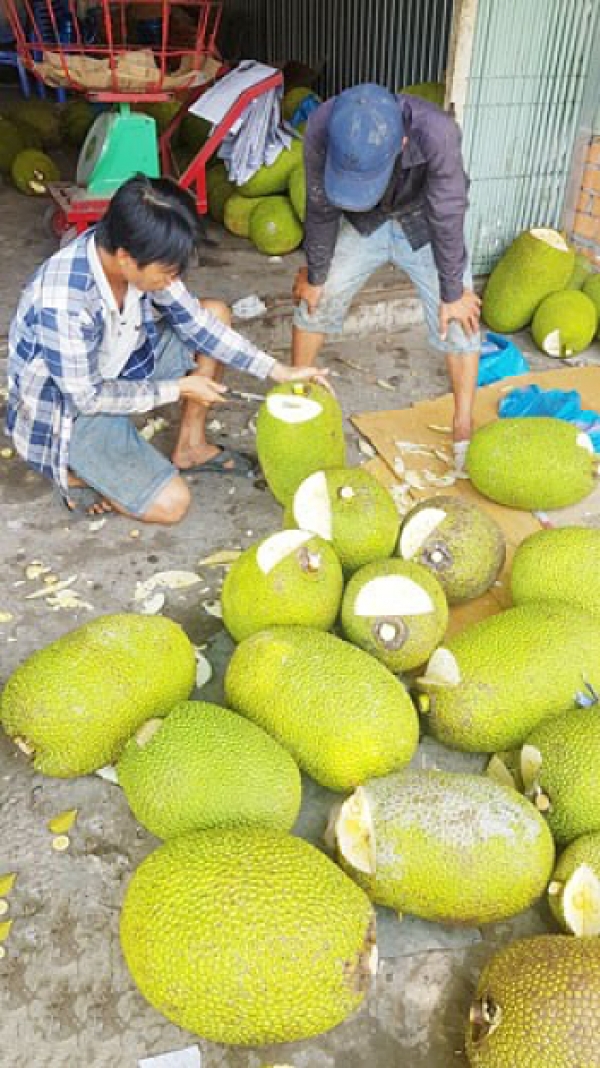 Trái cây bán sang Trung Quốc lại sốt giá