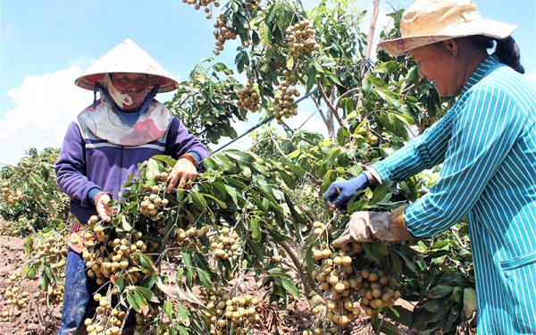 Khởi sắc vùng đồng bào dân tộc thiểu số ở Sóc Trăng