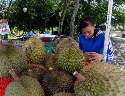 Sầu riêng đầu mùa giá cao