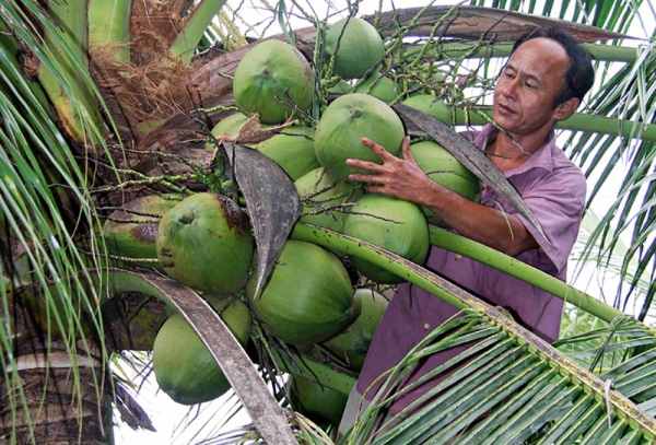 Nâng &quot;chất&quot; dừa Trà Vinh