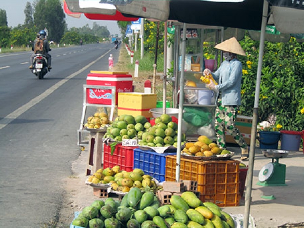 Giá xoài giảm mạnh