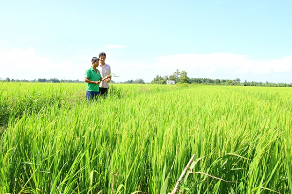 Châu Thành thực hiện mô hình sản xuất lúa theo hướng giảm giá thành