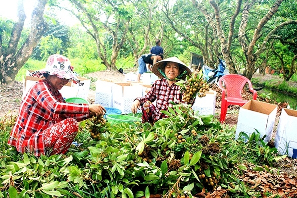 Trái cây Việt sản xuất theo hướng an toàn