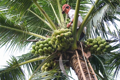 Dừa Bến Tre chuẩn bị lên đường vào EU