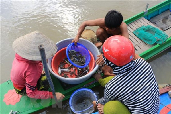 Cuối mùa nước nổi, Đồng Tháp nhộn nhịp đón mùa cá ra sông