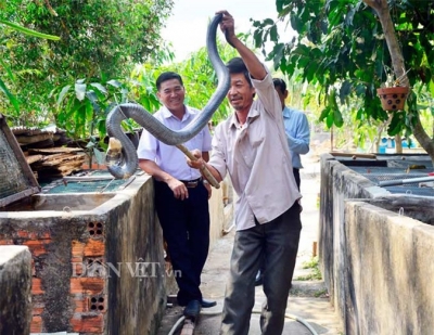 Kiên Giang: 5 năm nuôi mãng xà cực độc, bị cắn bao lần nhưng vẫn mê