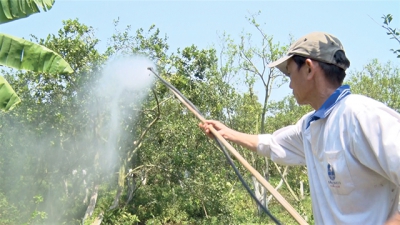 Nông dân Lai Vung áp dụng cách chữa bệnh lạ cho cây có múi