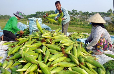 Khá lên nhờ chuyên canh rau màu