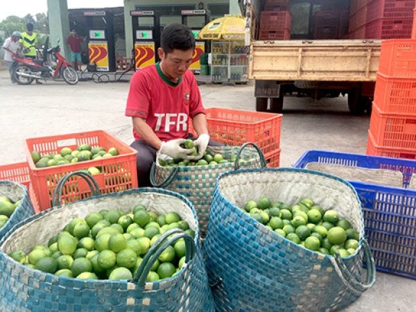 Giá chanh không hạt 16.000-18.000 đồng/kg