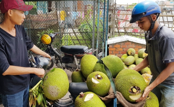 Trung Quốc &quot;ăn&quot; cầm chừng, giá mít Thái rớt thảm hại