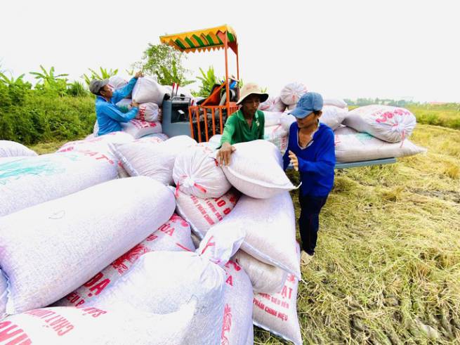Gi&aacute; gạo xuất khẩu tăng, n&ocirc;ng d&acirc;n được lợi
