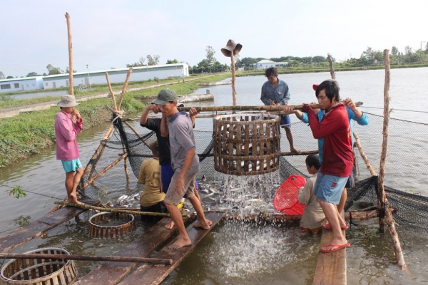 Ngành cá tra vẫn chưa giải quyết được những bất cập