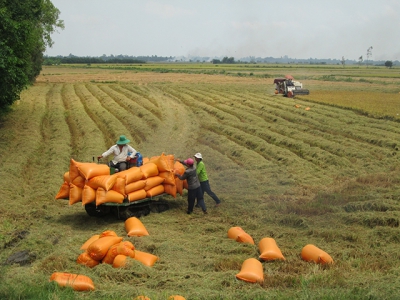 Đề xuất cho xuất khẩu gạo trở lại bình thường