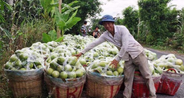 Tìm đầu ra cho nông sản ĐBSCL