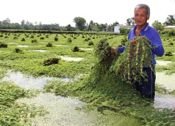 Chổng gốc lên trời- rau nhút lên khỏe