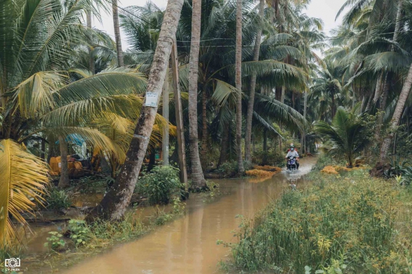 Thân thương khung cảnh miền quê Bến Tre mùa nước lũ