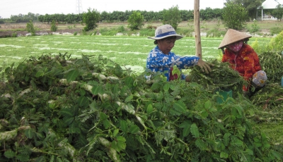 Tăng cường trợ giúp hộ nghèo, cận nghèo