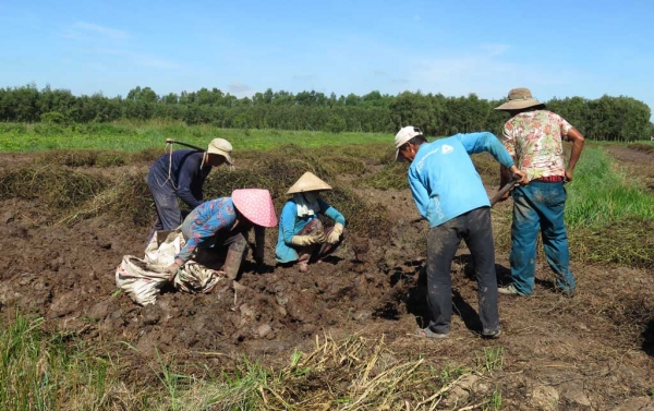 Khoai mỡ giảm giá, nông dân thua lỗ