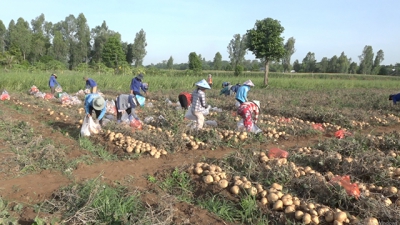 Thu hoạch củ sắn trồng trên đất bãi bồi