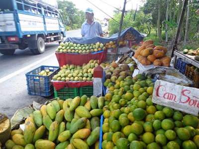 Xoài rớt giá