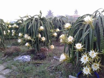 Nông dân Thủ Thừa có lãi với cây thơm, chanh, thanh long và khoai mì