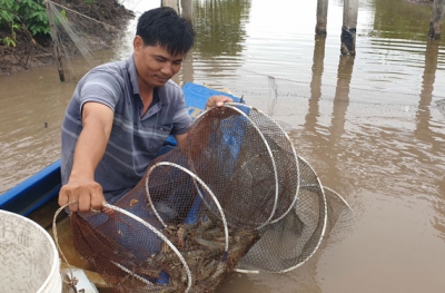 Gỡ khó cho con tôm đồng bằng